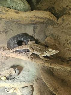 Zwergbartagame mit Terrarium