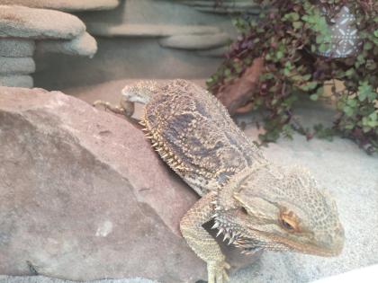 Bartagame mit Terrarium und viel Zubehör