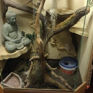 Panorama Terrarium inkl Python Pastel Lesser Männchen