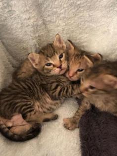 Sphynx Kitten