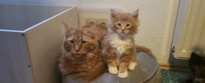2 Main Coon Kitten abzugeben