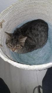 Katze Tinka vermisst
