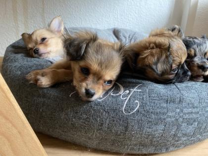 Chihuahua in Langhaar