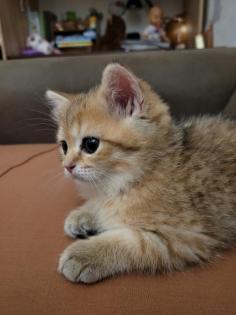 Bkh Kitten