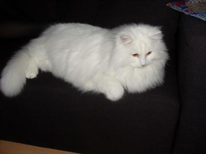 Elvis sucht ein neues Heim.