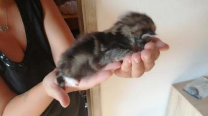 Ragdoll-Perser Kitten