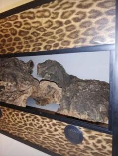 Kunststoffterrarium in Leo-Print - zu verkaufen