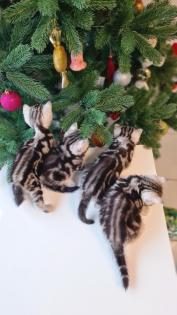 BKH Britisch Kurzhaar Kitten silber tabby Whiskas mit Stammbaum