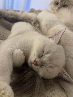 BKH kitten mit Stammbaum