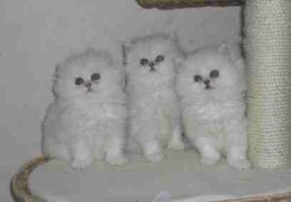 Perserbabys in chinchilla, silver shaded, blue shaded abzugeben