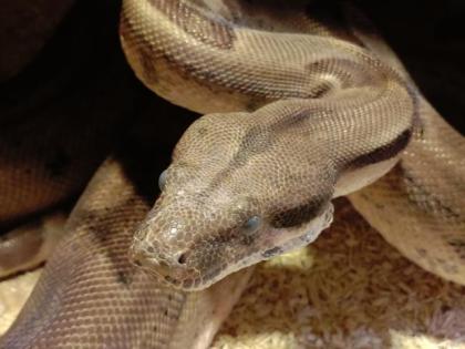 Boa Constrictor Imperator 2 Weibchen