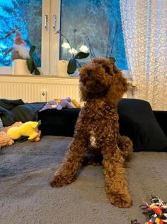 Reinrassige Toy-pudel