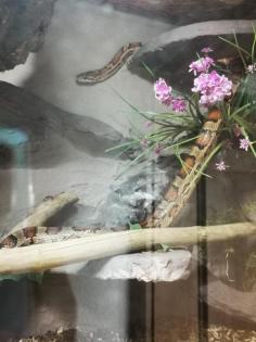 4 kornnattern suchen ein neues Zuhause