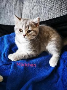 Bkh Kitten
