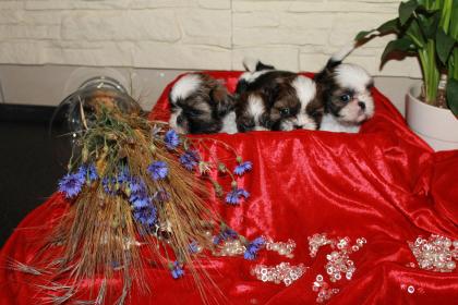 Shih Tzu Welpen