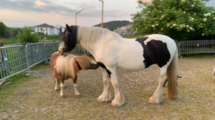 Spaziergänge mit Shettys