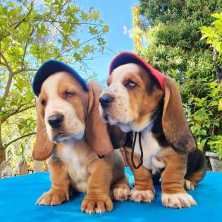 Basset Hound Welpen für Tierliebhaber