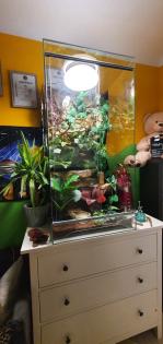 Terrarium und Jemen Chamäleon