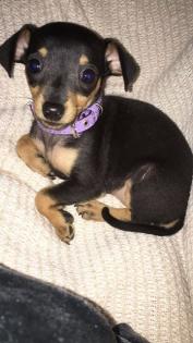 Mini Zwerg Pinscher Mädchen