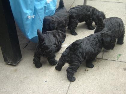 Bildhüpsche Westhighland terrier-Zwerg-Toy Welpen