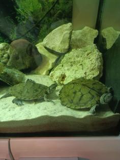 2 Höckerschildkröten