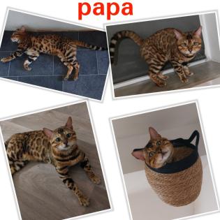 Bengal katze, Baby Katzen