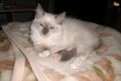 7 Monate alte blue-mitted Ragdoll w