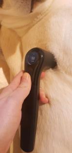 Tierphysiotherapie