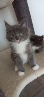 Maine-Coon-Kätzchen suchen ein neues Zuhause