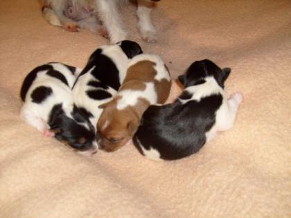 Parson Russel Terrier Welpen TOP