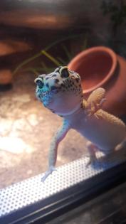 Terrarium mit 3 Leopardgeckos weibl. 0. 1