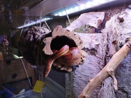Kornnatter mit Terrarium