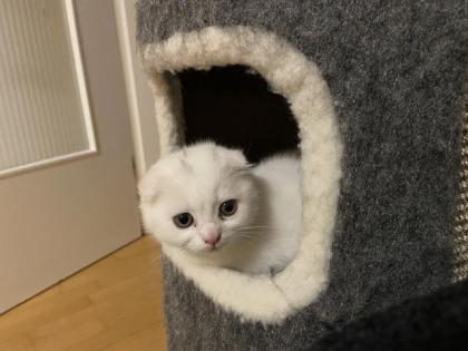 SF/BKH Kitten weiblich weiß