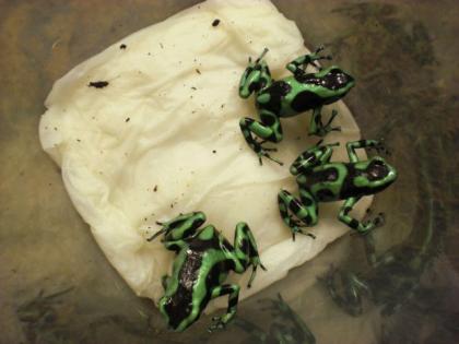 Pfeilgiftfrösche Dendrobates auratus Goldbaumsteiger, dt. NZ
