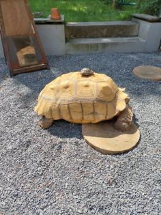 Spornschildkröte / Schildkröte