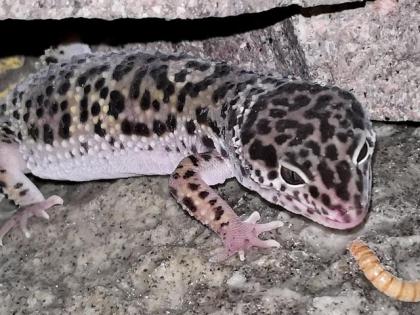 4 Leopardgeckodamen mit 2 Terrarien