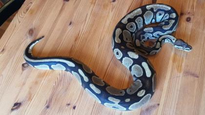 Königspython 1. 1 Python regius