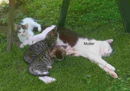 Süße kleine Katerchen in liebevolle Hände ab zu geben
