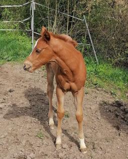 All-Around QH-Stute von AINT IT THE BLUES