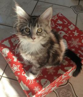 Prächtige Maine Coon Kitten