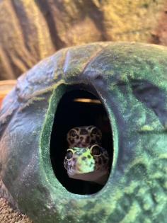 2 Leopardgecko Weibchen Terrarium