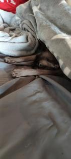 Sphynx Dame sucht neues Zuhause