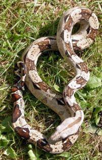 Gebe ab 1. 1 Boa c. 100 het. für Albino