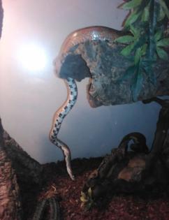 Terrarium mit Kornnatter