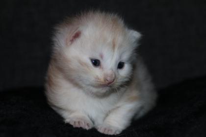 Sibirische Waldkatzen Kitten Kater Katze
