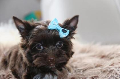Yorkshire Terrier mit Papiere in schoko Farbe