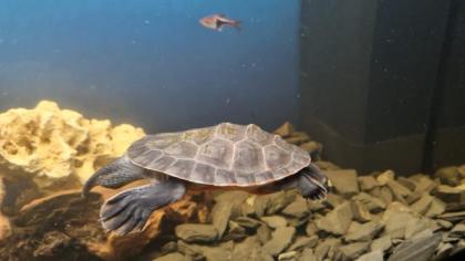 Wasserschildkröte Rotbauch-Spitzkopf-Schildkröte