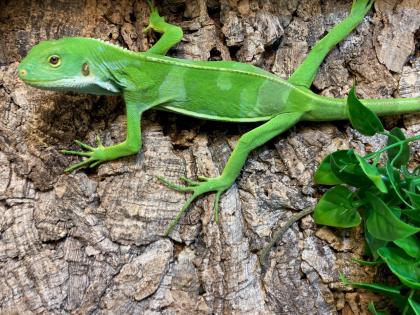 Fidji Leguan Brachylophus Fasciatus
