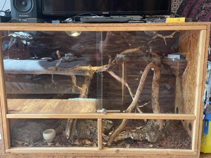 Kornnatter Weibl. inkl. Terrarium