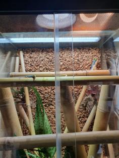 Phelsuma Klemmeri Taggeck mit Terrarium und Technik